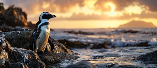 African penguin on the coast at sunset twilight African penguin Spheniscus demersus also known as the jackass penguin and black footed penguin Boulders colony Cape Town South Africa. Copy space image photo