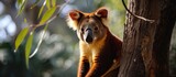 this is a close up of a tree kangaroo eating. Copy space image. Place for adding text