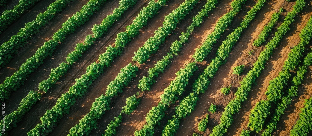 Aerial shot of potato plantation from drone pov directly above on sunny summer day. Copy space image. Place for adding text Aerial shot of potato plantation from drone pov directly above on sunny summer day. Copy space image. Place for adding text