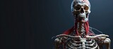 Anatomy shows skeleton in detail head and chest in medicine. Copy space image. Place for adding text