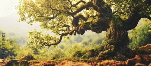 mulberry tree Standing tall amidst the wilderness this tree exudes strength resilience and natural beauty The lush surroundings and the tree s graceful presence create a harmonious. Copy space image