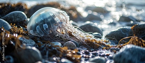 A large wild pale pink jellyfish swims among beach rocks and seaweed on a shoreline of the ocean The marine stinging mane jellyfish is transparent with four circles within a large transparent c photo