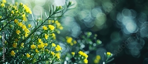 Flowers of a wild toxic plant Euphorbia cyparissias or cypress spurge. Copy space image. Place for adding text photo