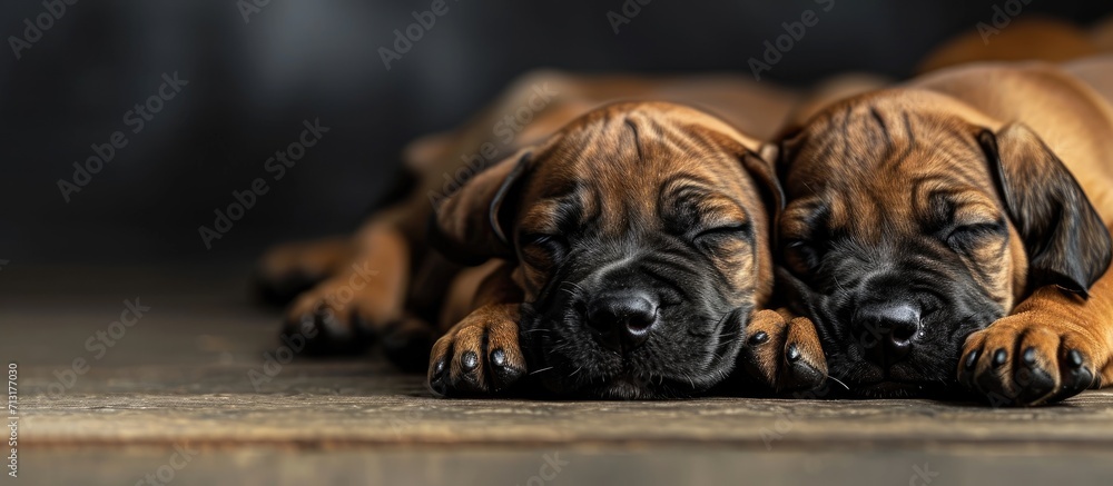 Cute sleeping rhodesian ridgeback puppies. Copy space image. Place for adding text