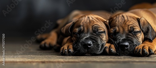 Cute sleeping rhodesian ridgeback puppies. Copy space image. Place for adding text photo