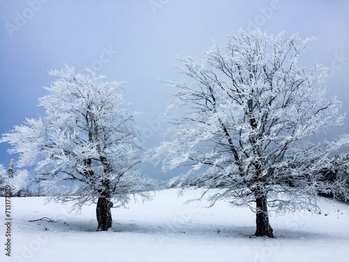 Minimalistic shot of two trees covered in snow on a cloudy winter day