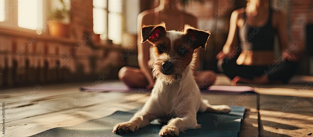 woman holding dog in yoga class. Copy space image. Place for adding text - obrazy, fototapety, plakaty 