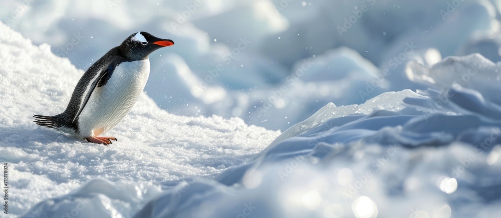 Fototapeta premium Gentoo penguin sliding over snow on belly. Copy space image. Place for adding text