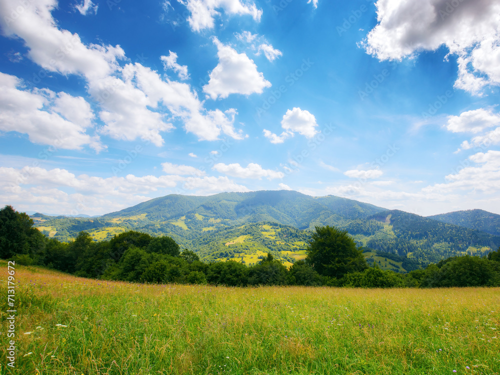 rural landscape of ukrainian highlands with grassy alpine meadows. countryside scenery of carpathian mountains on a warm sunny day under the blue sky with fluffy clouds