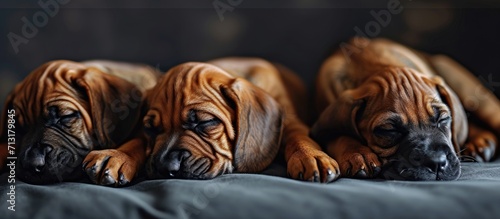 Cute sleeping rhodesian ridgeback puppies. Copy space image. Place for adding text photo