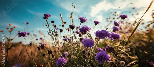 High angle view looking up at blue sky in a field of purple flowers. Copy space image. Place for adding text