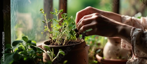 Gardening at home Womens hands pouring soil for plants into ceramic pot How to grow any plant on windowsill Step by step tutorial. Copy space image. Place for adding text