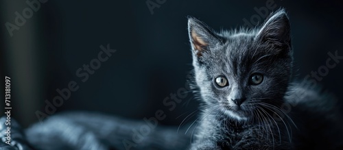 Obraz na plátně A cute Russian Blue tomcat kitten
