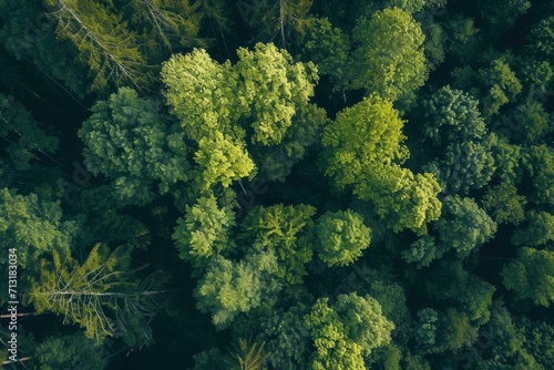 Trees in the forest from above. Generative AI