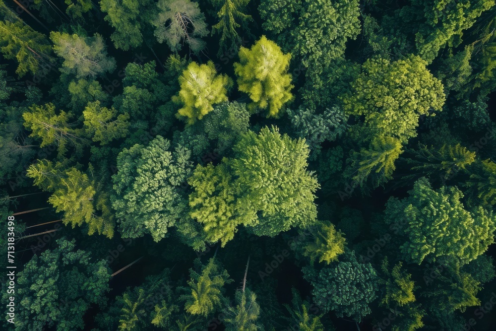 Trees in the forest from above. Generative AI