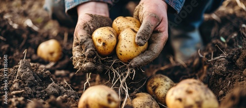 Farmer hands holding freshly harvested organic potatoes close up Farming digging potato with roots. Copy space image. Place for adding text