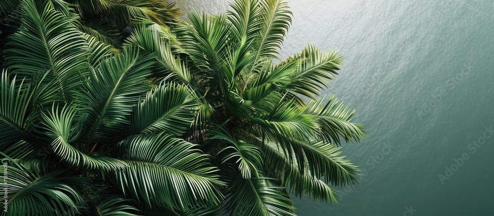 Close up of the top of a palm tree. Copy space image. Place for adding text Close up of the top of a palm tree. Copy space image. Place for adding text