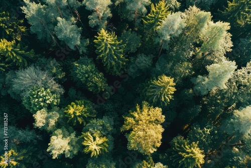 Trees in the forest from above. Generative AI © Zero Zero One