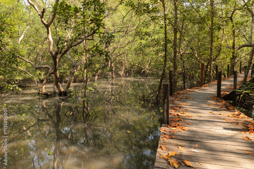 Wooden walkway beside the wetland Wooden walkway beside the wetland