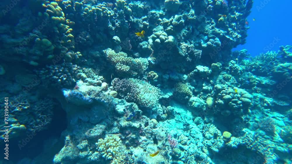Amazing coral reef and fish Amazing coral reef and fish