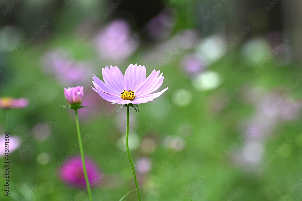 close -up of pink cosmos flower with blurred background. close -up of pink cosmos flower with blurred background.