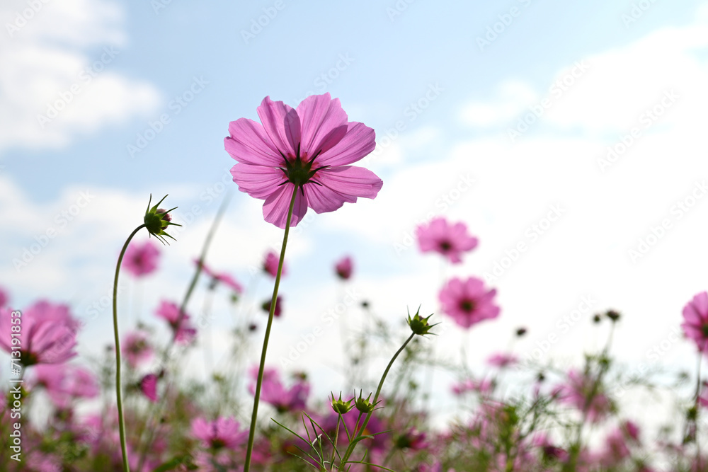 Cosmos flowers blooming in the garden against the bright blue sky