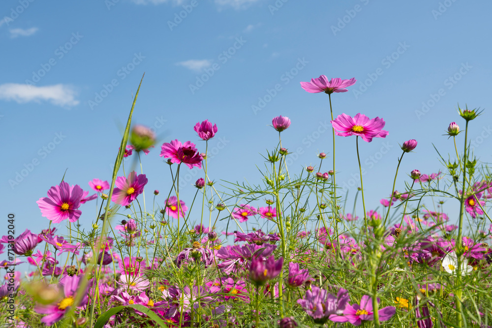 Cosmos flowers blooming in the garden against the bright blue sky
