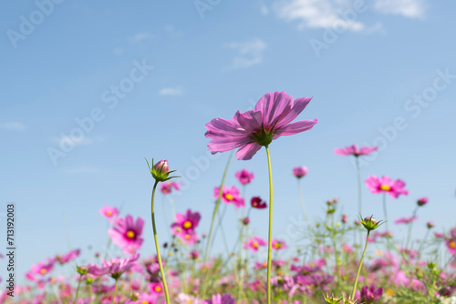 Cosmos flowers blooming in the garden against the bright blue sky © winai
