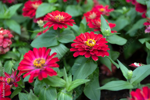 Close-up of red zinnia flowers blooming in the garden