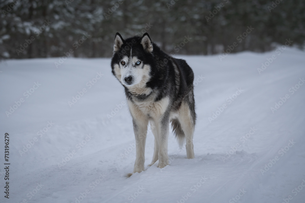 Husky dog ​​in the forest in winter, close-up photo.