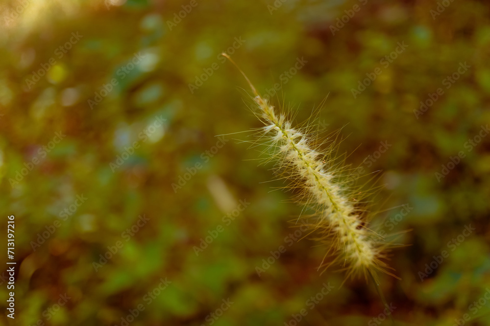soft focus yellow tropical  grass flower  background