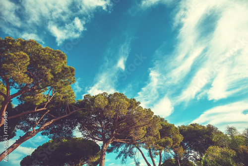 Mediterranean pine trees against a cloudy sky. Natural background