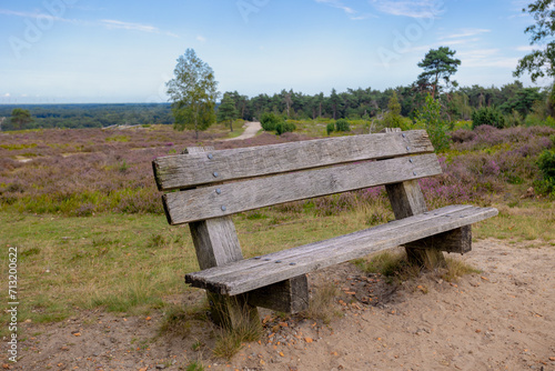 Brown wooden bench on the path with wild purple flowers, Calluna vulgaris (heath, ling or simply heather) is the sole species in the genus Calluna, Flowering plant family Ericaceae, Nature background.