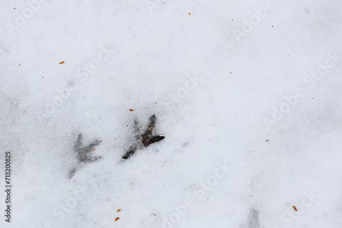 Two Bird Tracks in Snow