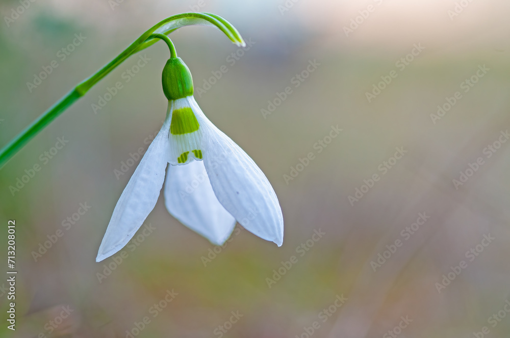 Snowdrop flower, Galanthus, Amaryllidaceae, in Turkey. Snowdrop flower, Galanthus, Amaryllidaceae, in Turkey.