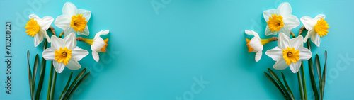 Daffodils on Turquoise Background. Bright daffodils isolated against a blue backdrop.