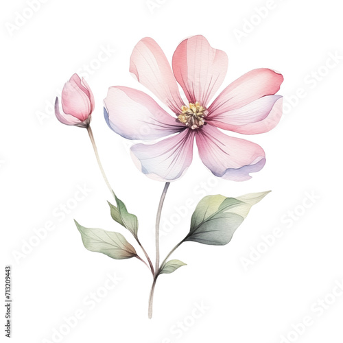 Watercolor illustration with spring pink flower. Isolated on transparent background. Perfect for card  postcard  tags  invitation  printing  wrapping.