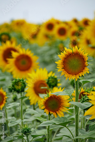 Yellow Sunflower Head Blooming on Field Background. Oil and Agricultural Theme. Organic Farming