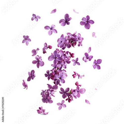 Fresh lilac blossom beautiful purple flowers falling in the air