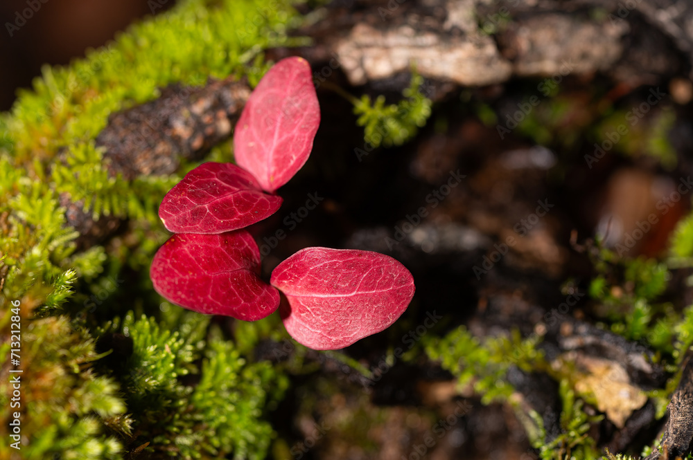 Red-coloured plant leaves emerging from a moss-covered dead tree cavity. Red-coloured plant leaves emerging from a moss-covered dead tree cavity.