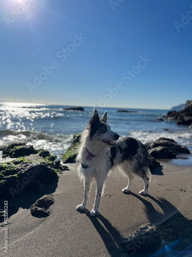 Border Collie Life photo