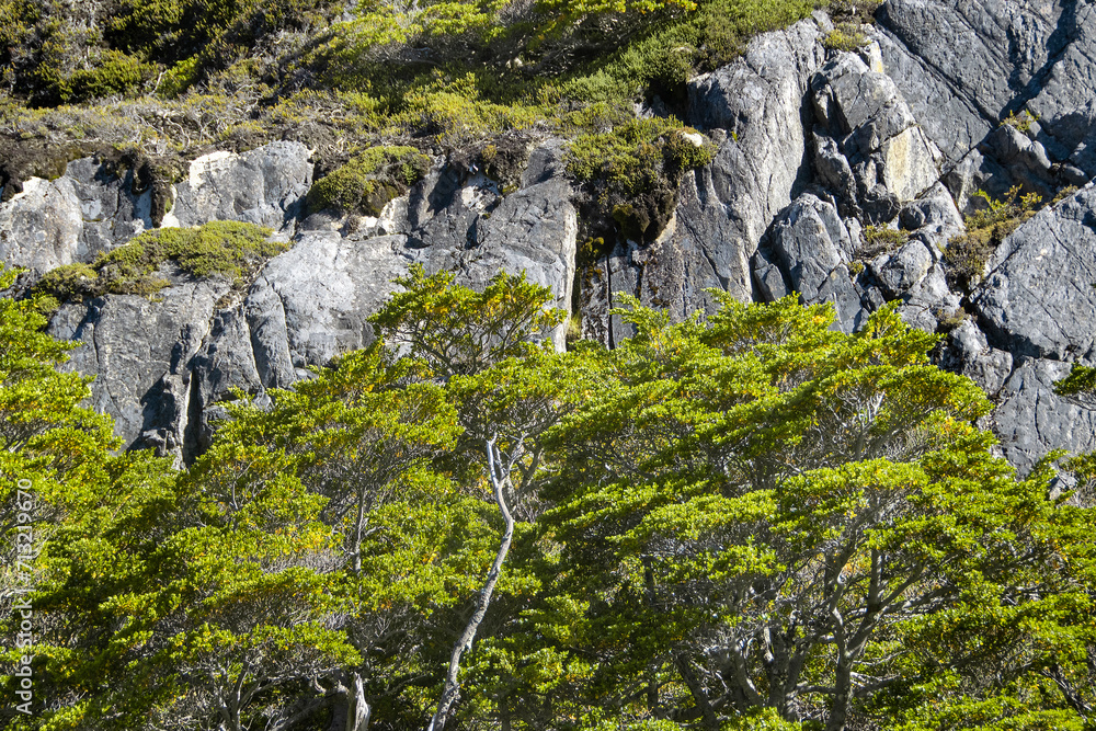 Forest and rocky mountains landscape, tierra del fuego, argentina Forest and rocky mountains landscape, tierra del fuego, argentina
