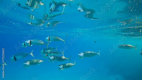 Close-up of school of Mackerel fishes swims with open mouths, filtering for plankton under surface on turquoise water reflected in it, Slow motion photo