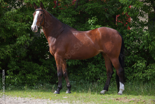 Dressage sport horse on a green background in summer farm © horsemen