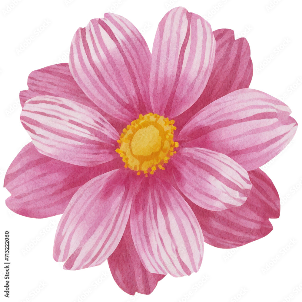 flower isolated on white background flower isolated on white background
