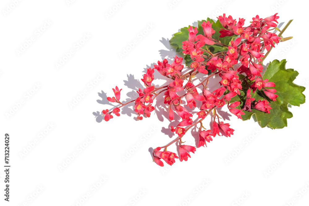 On a white isolated background, fresh sprigs of blooming red garden geyhera.Design element.
