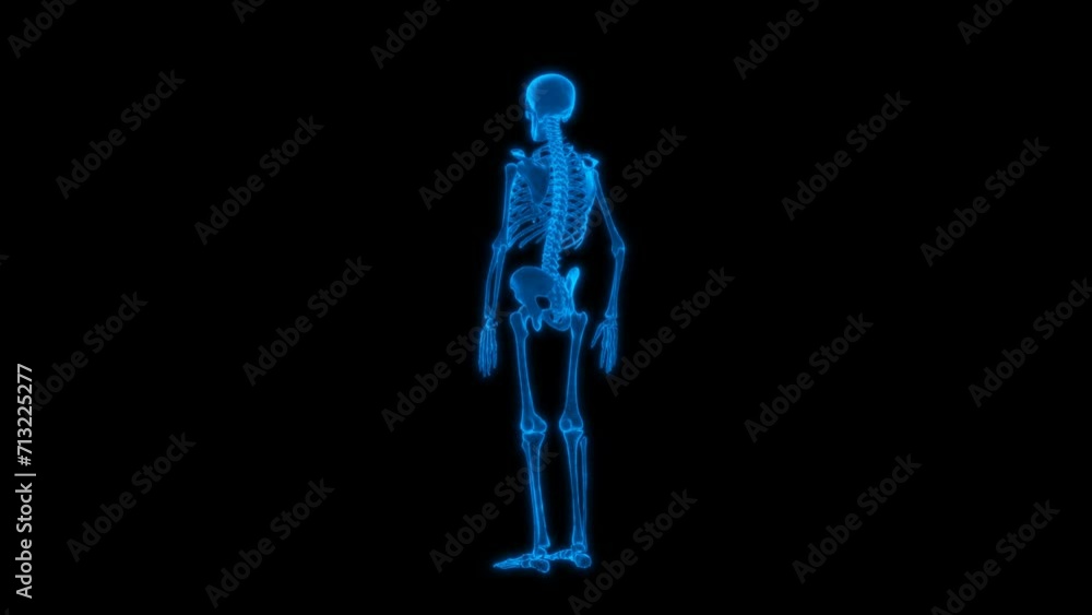 4k Anatomy Human Skeleton technology video, Anatomy Human Skeleton 360 turn, Anatomy Human Skeleton wireframe video 4k Anatomy Human Skeleton technology video, Anatomy Human Skeleton 360 turn, Anatomy Human Skeleton wireframe video