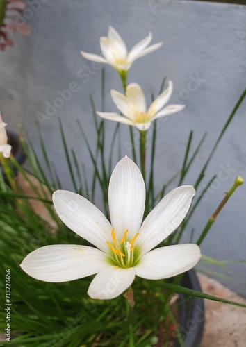 Fototapeta Naklejka Na Ścianę i Meble -  Beautiful White Flower