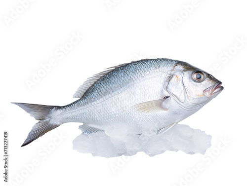 a fish on ice with a white background