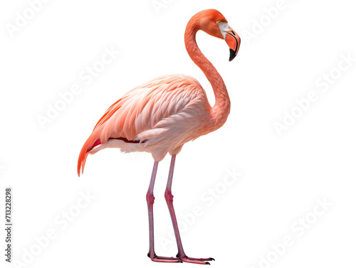 a flamingo standing on a white background